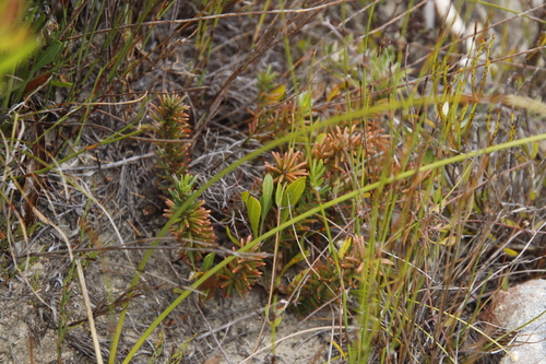 Image of Clutia polygonoides by (c) Tony Rebelo, some rights reserved (CC BY-SA)