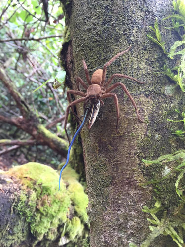 Pantropical Huntsman Spider, Guam, photo 9 of 10