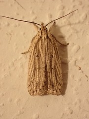 Agonopterix umbellana
