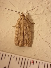 Agonopterix umbellana