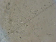 Melanoleuca brevipes