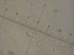 Melanoleuca brevipes