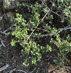 Ceanothus foliosus