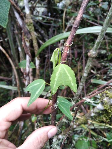 Passiflora azeroana, photograph 6