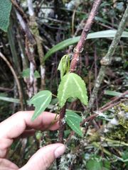 Passiflora azeroana, photograph (c) GERMAN LEONEL SARMIENTO CRUZ, some rights reserved (CC BY)