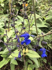 Salvia sagittata