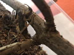 Centruroides chiapanensis