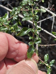 Ceanothus foliosus