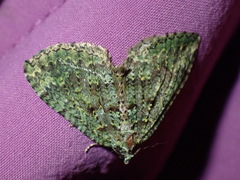 Austrocidaria callichlora