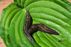Limax maximus
