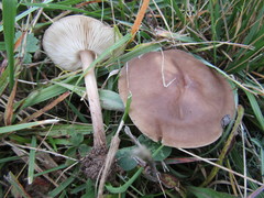 Melanoleuca polioleuca