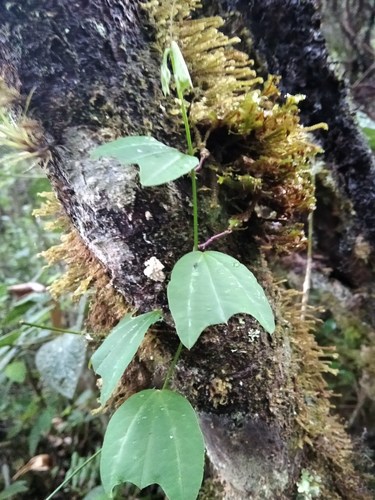 Passiflora azeroana, photograph 5