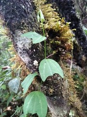 (c) GERMAN LEONEL SARMIENTO CRUZ, some rights reserved (CC BY) Passiflora azeroana, photograph (c) GERMAN LEONEL SARMIENTO CRUZ, some rights reserved (CC BY)