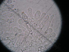 Melanoleuca polioleuca