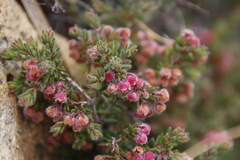 Erica haematocodon