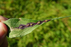 Loewiola centaureae