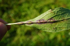 Loewiola centaureae