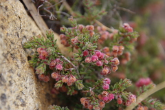 Erica haematocodon