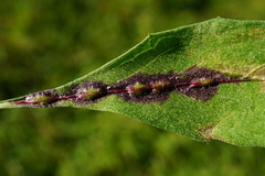 Loewiola centaureae