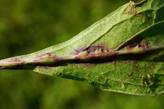 Loewiola centaureae