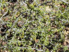 Condalia globosa