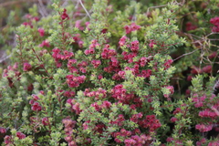 Erica haematocodon