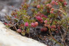 Erica haematocodon