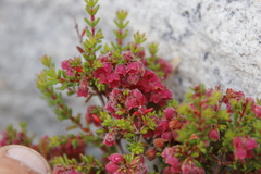 Erica haematocodon