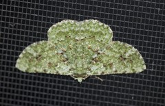 Aeolochroma viridicata