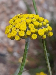 Helichrysum anomalum