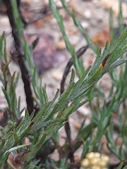 Helichrysum anomalum
