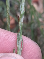 Helichrysum anomalum