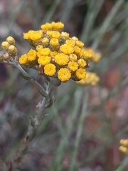 Helichrysum anomalum