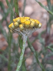 Helichrysum anomalum