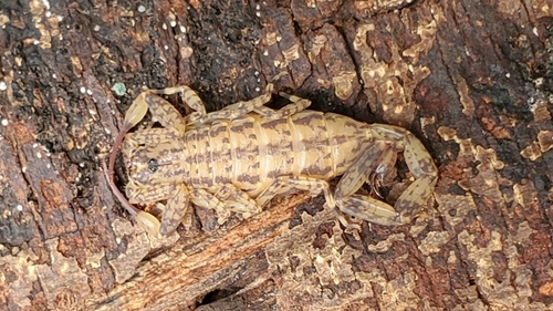 Lesser Brown Scorpion photo 4