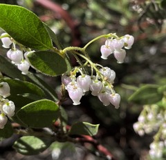 Arctostaphylos hispidula