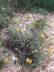 Helichrysum anomalum