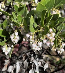 Arctostaphylos hispidula