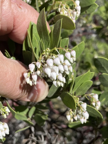 Image of Arctostaphylos hispidula by (c) Roger Raiche, some rights reserved (CC BY)