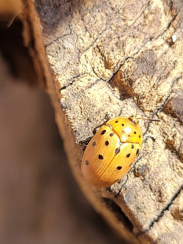 Argus Tortoise Beetle photo 6