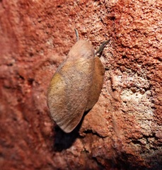 Psilopygida crispula