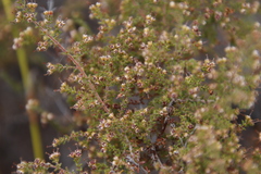 Erica exleeana