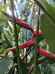 Heliconia × rauliniana