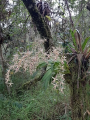 Oncidium gloriosum