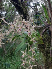 Oncidium gloriosum