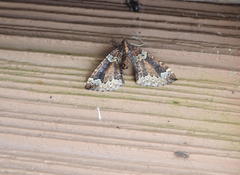 Eulithis flavibrunneata