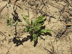 Froelichia xantusii