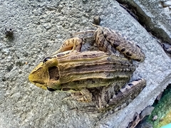 Leptodactylus paranaru