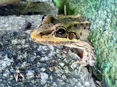 Leptodactylus paranaru