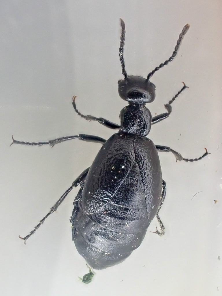 Meloe barbarus